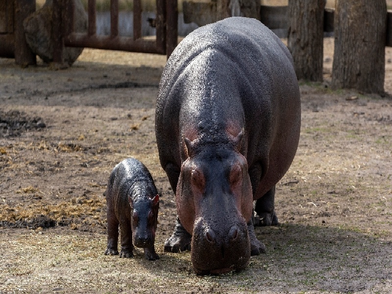 试管解冻何时移植双辽医用试管插盒试管hcg19.7